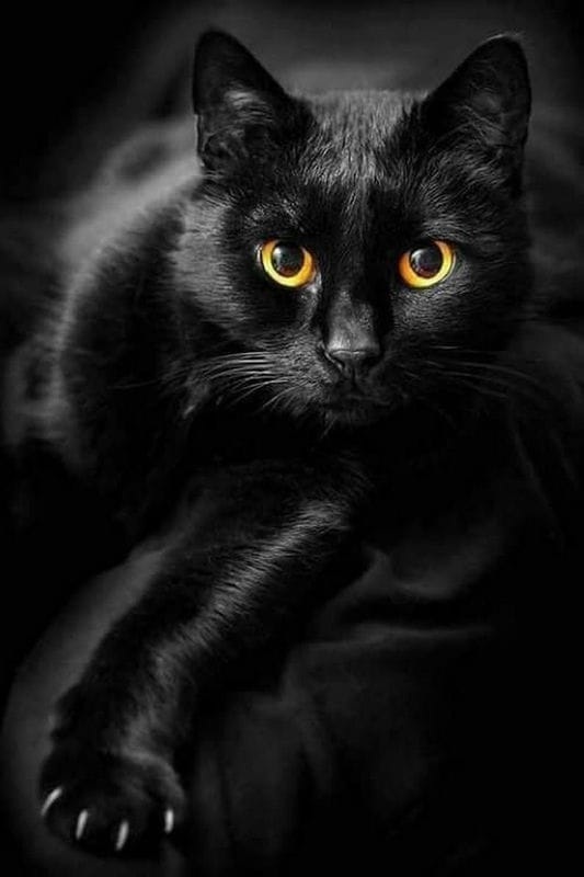 Картинки черных кошек (100 фото) #13