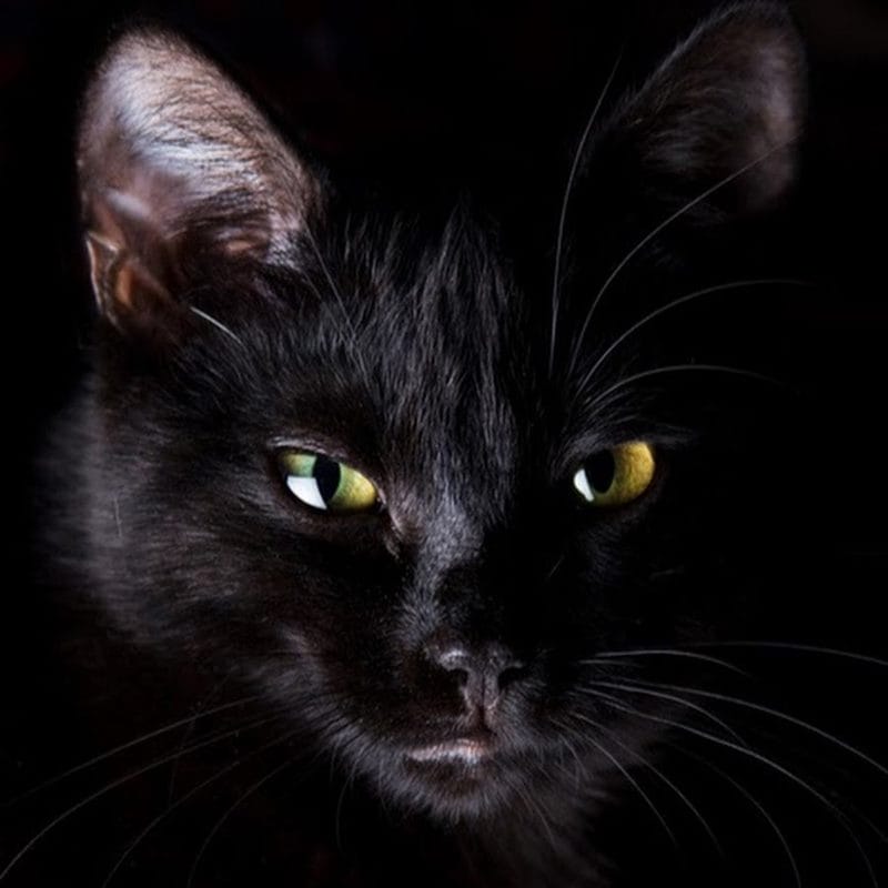 Картинки черных кошек (100 фото) #18