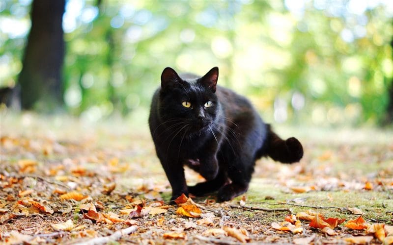 Картинки черных кошек (100 фото) #92