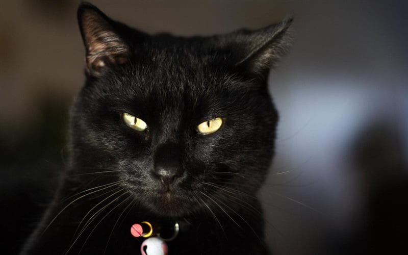 Картинки черных кошек (100 фото) #30