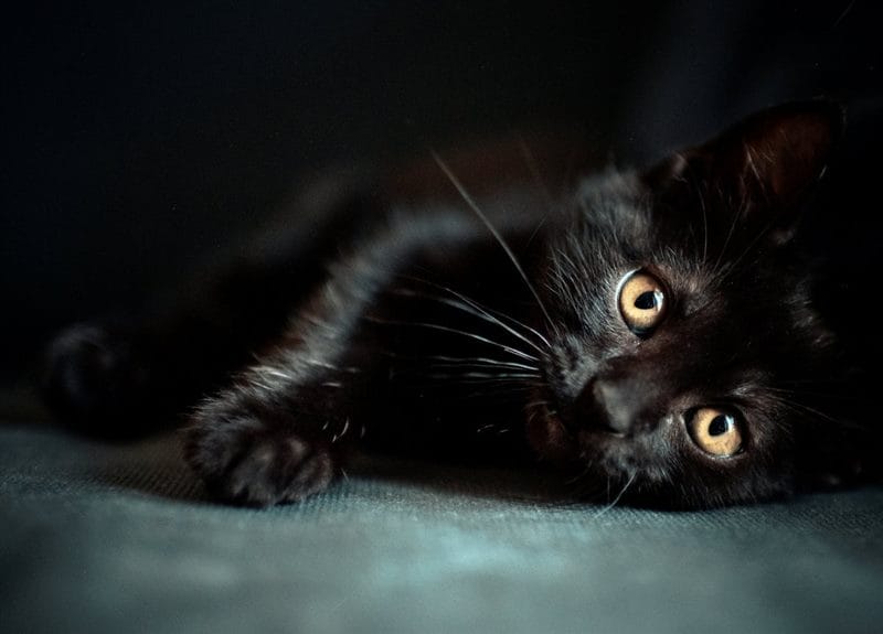 Картинки черных кошек (100 фото) #56