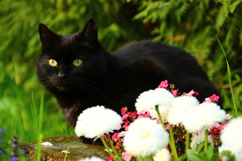 Картинки черных кошек (100 фото) #77
