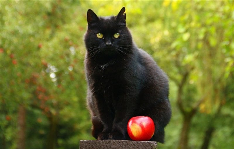 Картинки черных кошек (100 фото) #66