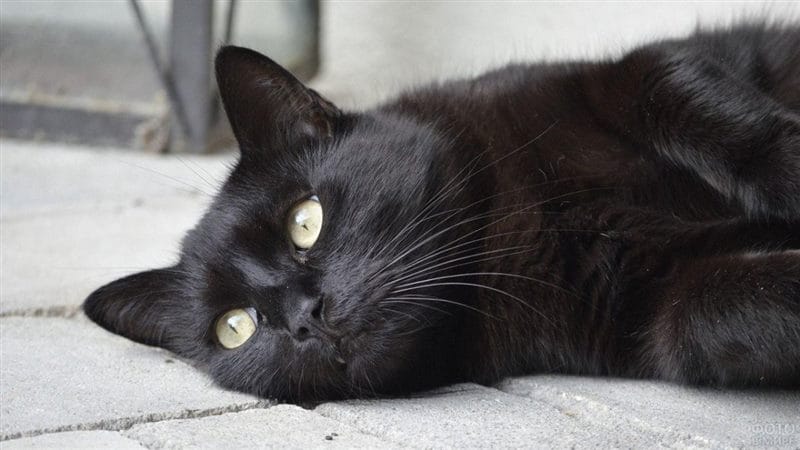 Картинки черных кошек (100 фото) #75