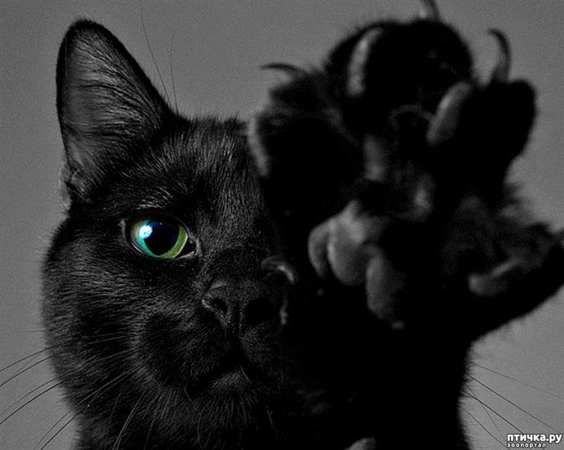 Картинки черных кошек (100 фото) #86