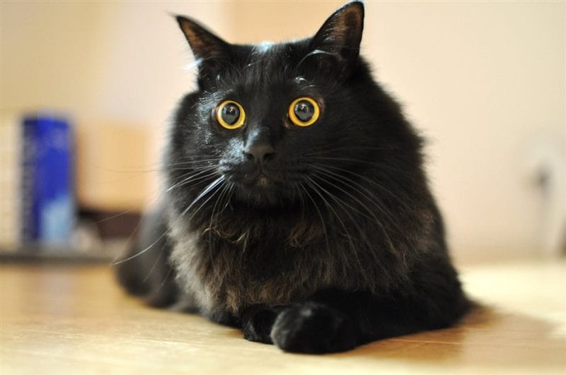 Картинки черных кошек (100 фото) #38