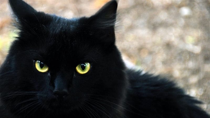 Картинки черных кошек (100 фото) #39