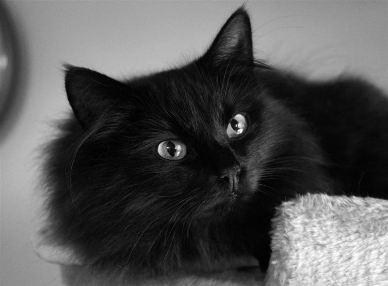 Картинки черных кошек (100 фото) #72