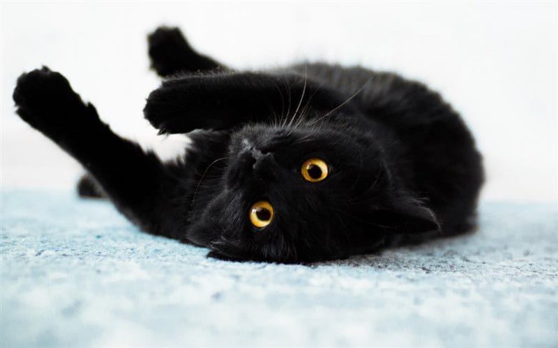 Картинки черных кошек (100 фото) #23