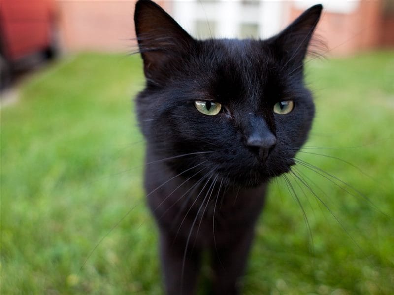Картинки черных кошек (100 фото) #42