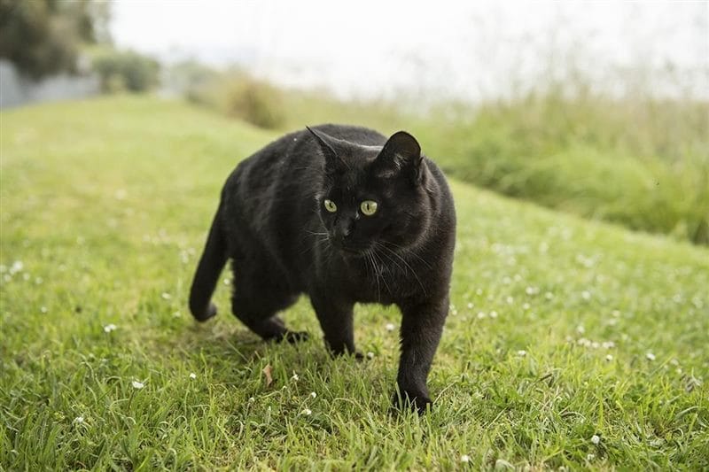 Картинки черных кошек (100 фото) #81