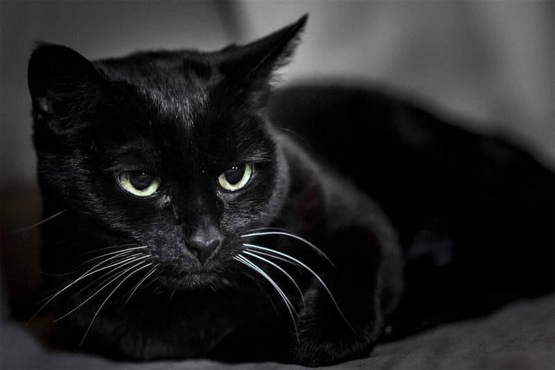 Картинки черных кошек (100 фото) #58