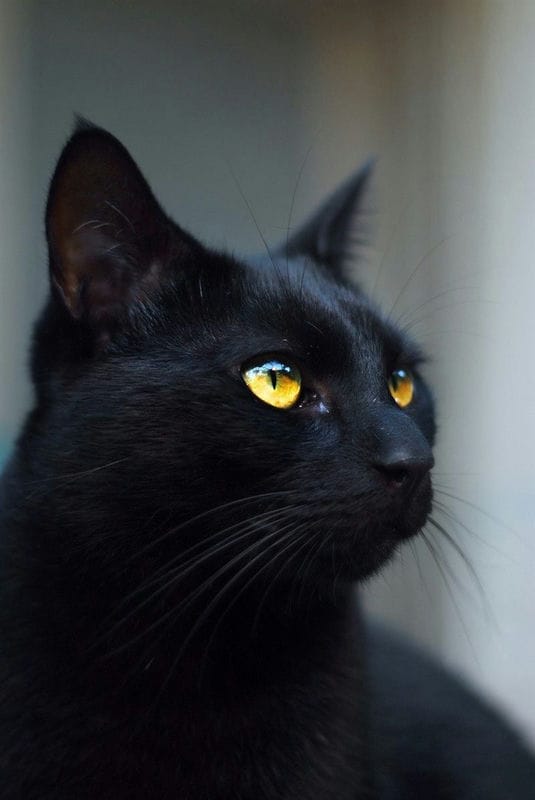 Картинки черных кошек (100 фото) #69