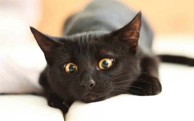 Картинки черных кошек (100 фото) #47