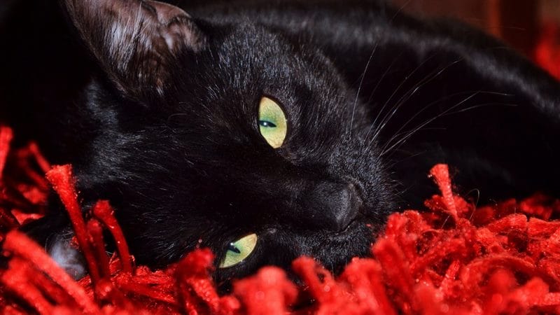 Картинки черных кошек (100 фото) #89