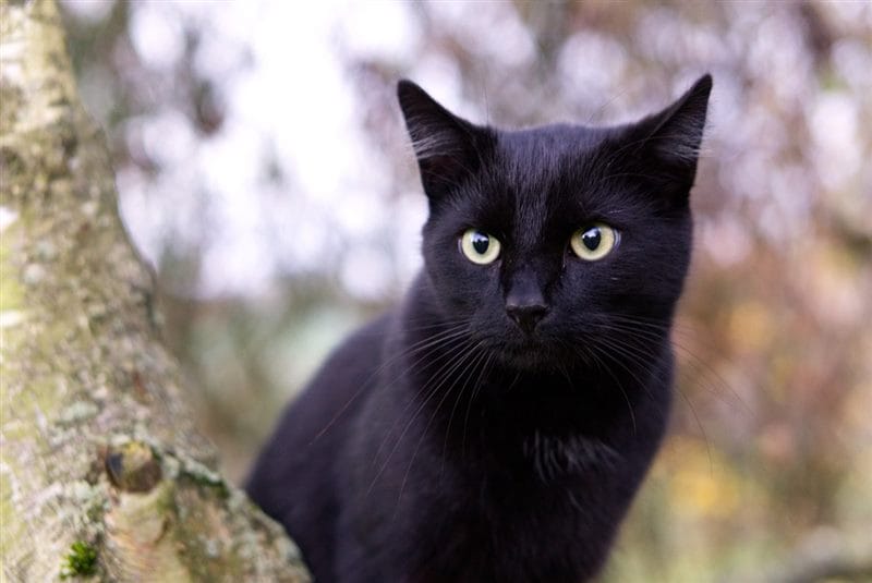 Картинки черных кошек (100 фото) #55
