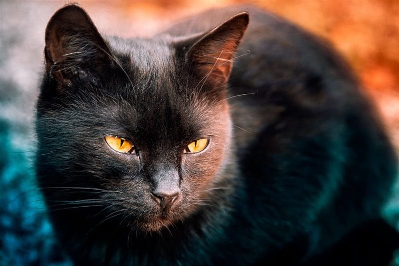 Картинки черных кошек (100 фото) #68