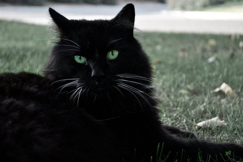 Картинки черных кошек (100 фото) #61