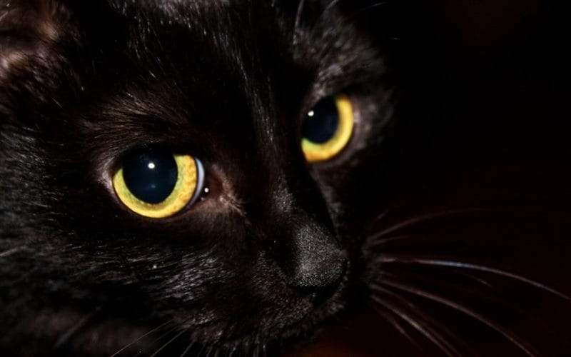 Картинки черных кошек (100 фото) #27