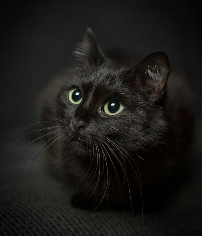 Картинки черных кошек (100 фото) #10