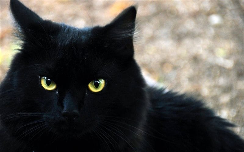 Картинки черных кошек (100 фото) #62