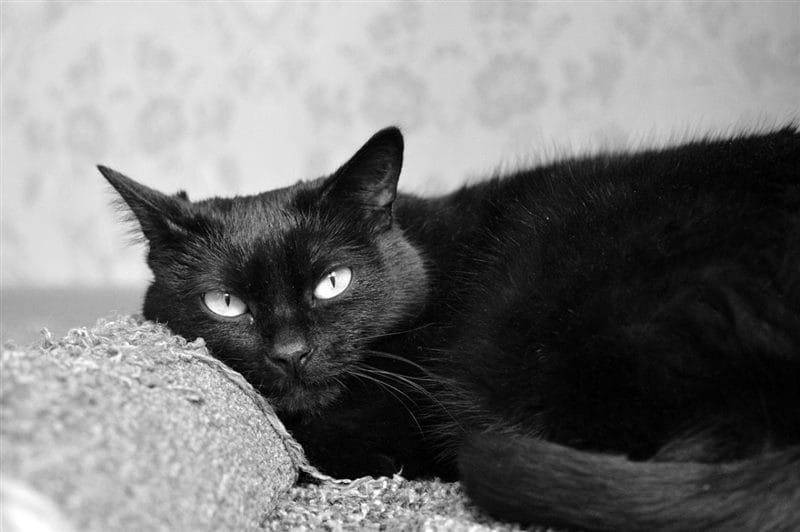 Картинки черных кошек (100 фото) #70