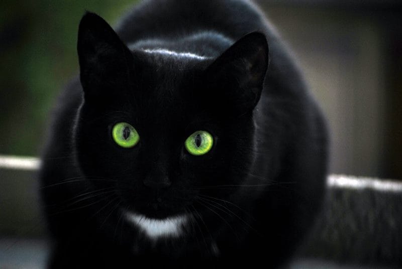 Картинки черных кошек (100 фото) #33