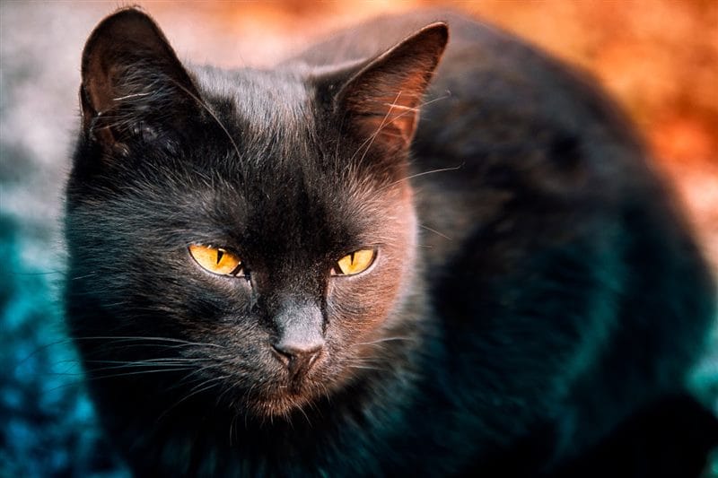 Картинки черных кошек (100 фото) #91