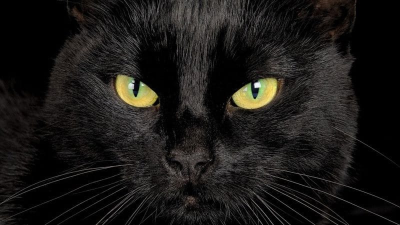 Картинки черных кошек (100 фото) #97