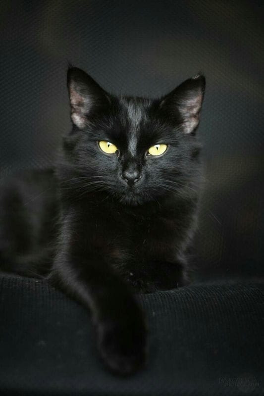 Картинки черных кошек (100 фото) #3