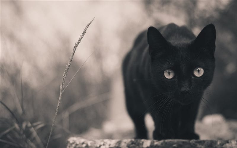Картинки черных кошек (100 фото) #7