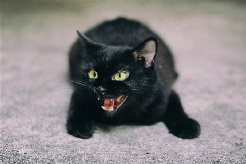 Картинки черных кошек (100 фото) #78