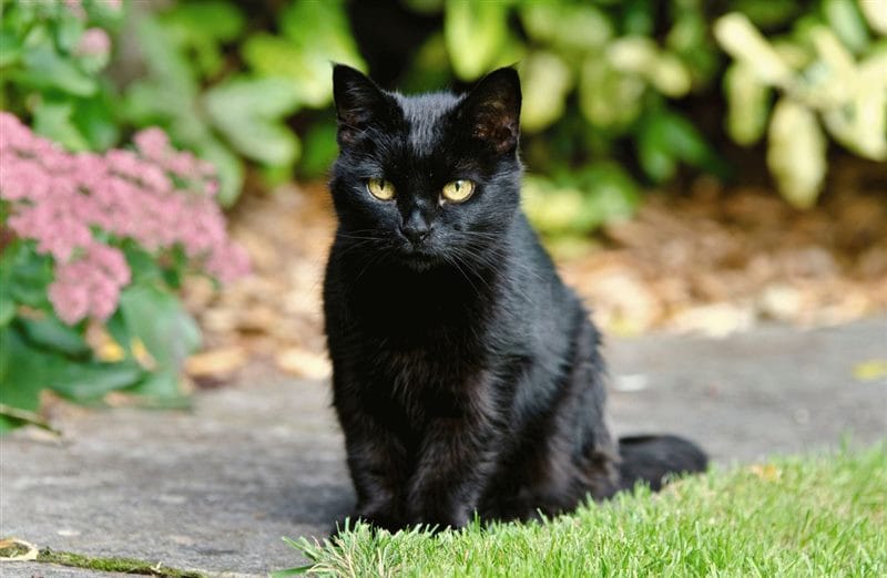 Картинки черных кошек (100 фото) #83