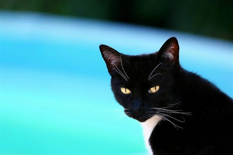 Картинки черных кошек (100 фото) #19