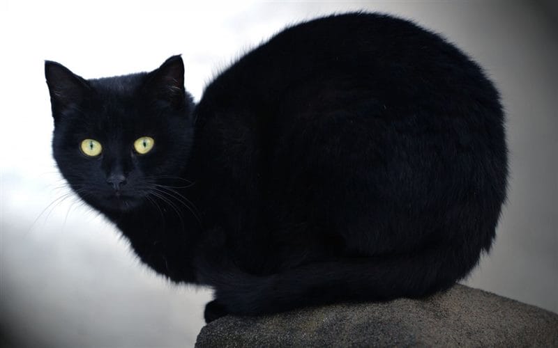 Картинки черных кошек (100 фото) #17