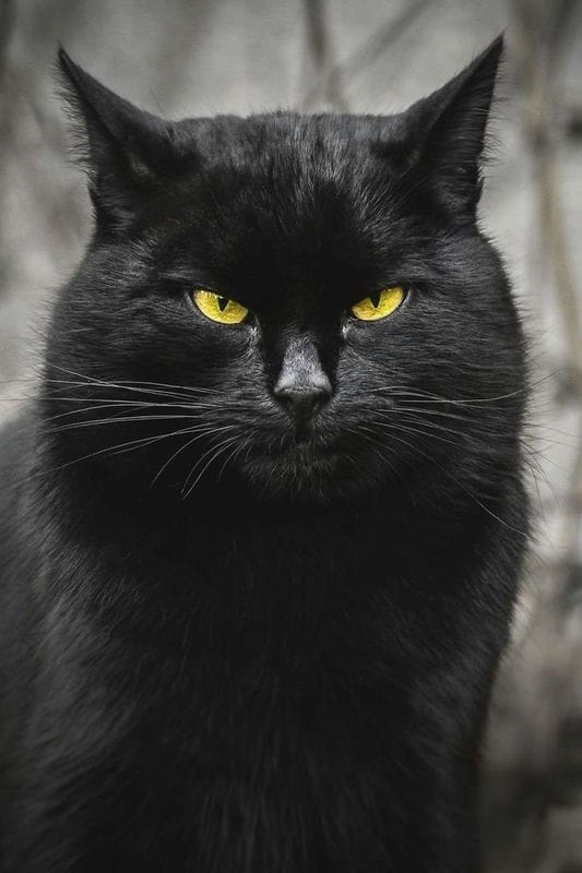 Картинки черных кошек (100 фото) #37
