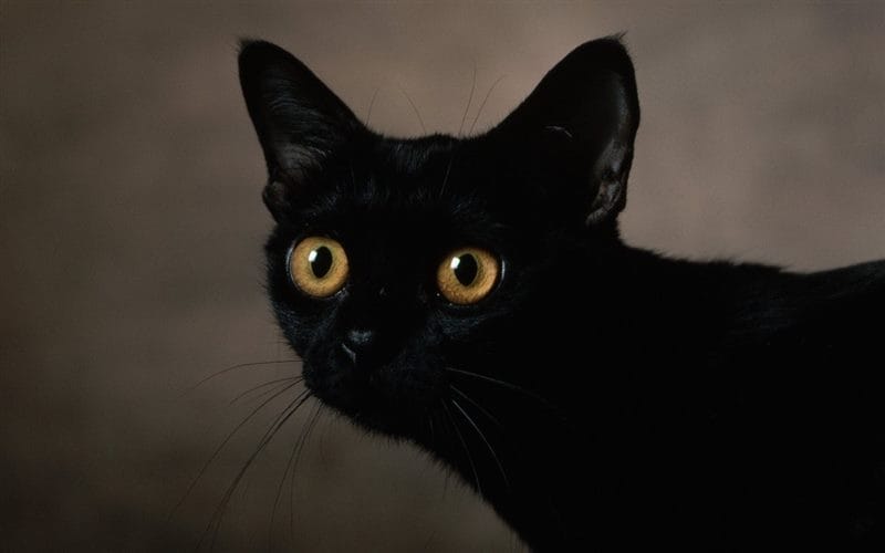 Картинки черных кошек (100 фото) #5