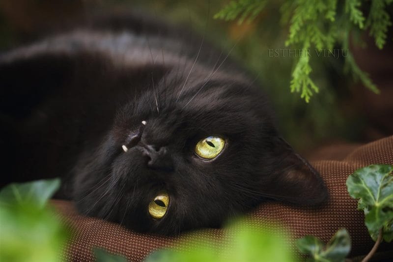 Картинки черных кошек (100 фото) #49