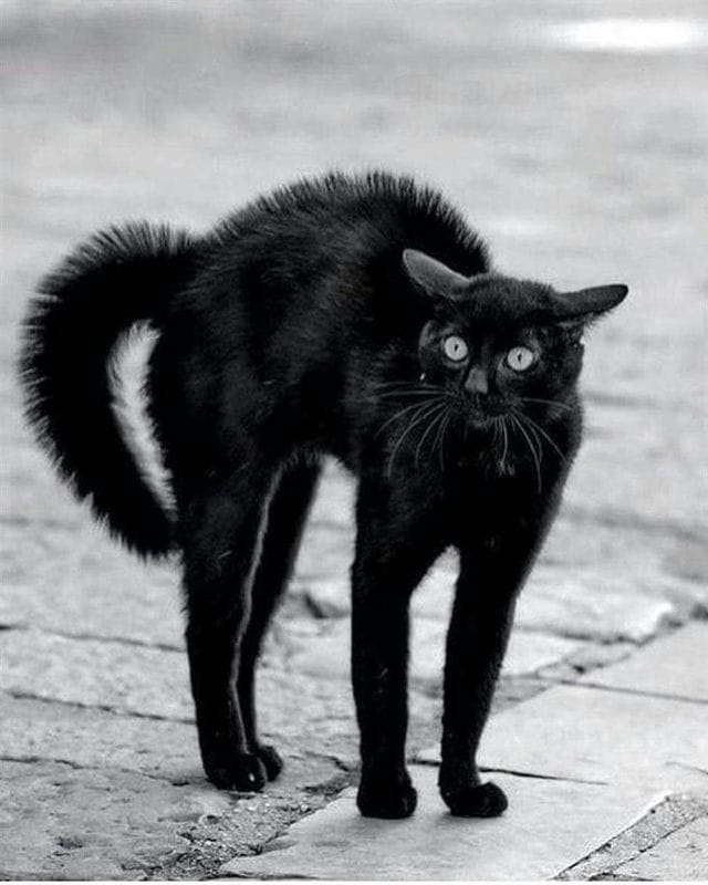 Картинки черных кошек (100 фото) #46