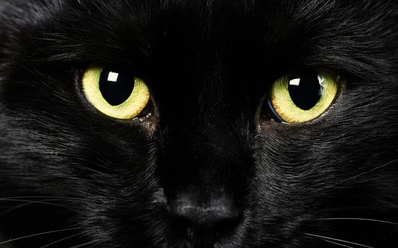 Картинки черных кошек (100 фото) #84