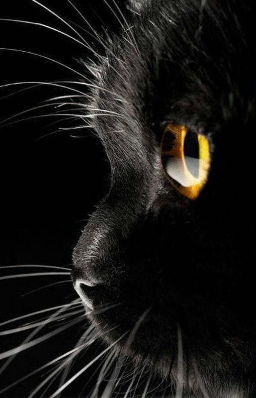 Картинки черных кошек (100 фото) #43