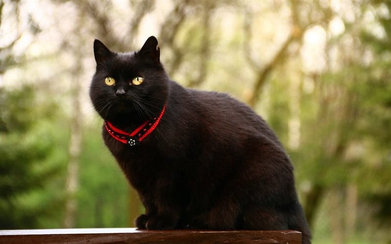 Картинки черных кошек (100 фото) #48