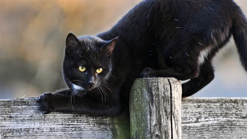Картинки черных кошек (100 фото) #80