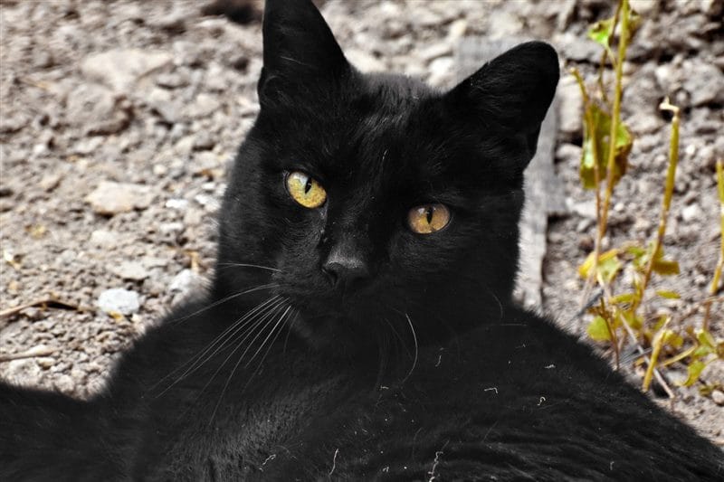 Картинки черных кошек (100 фото) #95