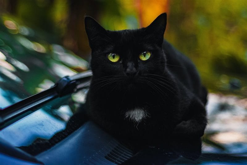 Картинки черных кошек (100 фото) #52