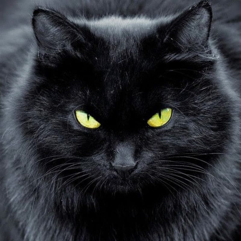 Картинки черных кошек (100 фото) #82