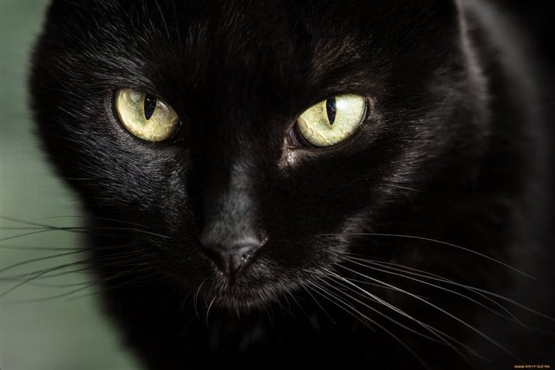 Картинки черных кошек (100 фото) #60