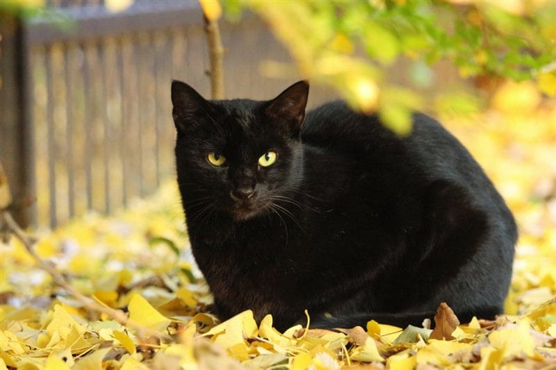Картинки черных кошек (100 фото) #76