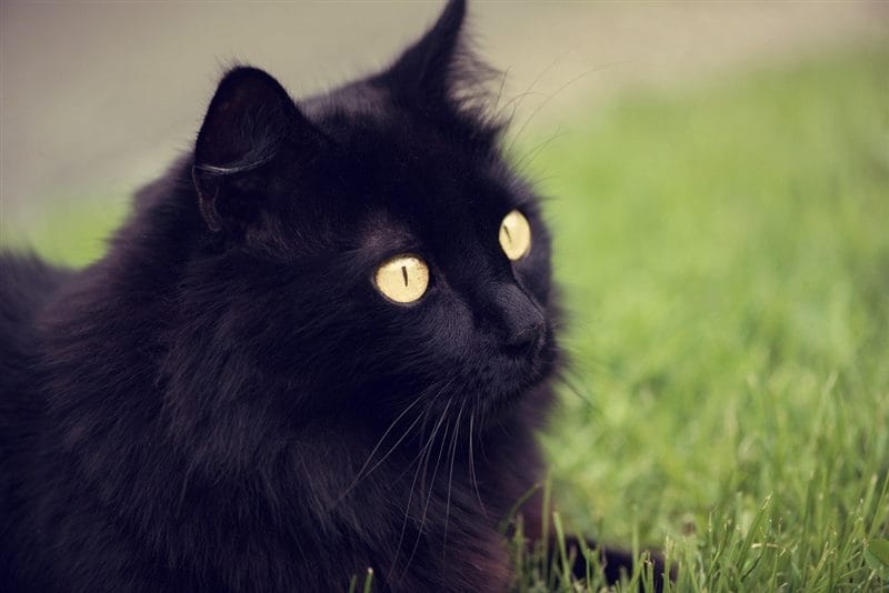 Картинки черных кошек (100 фото) #64