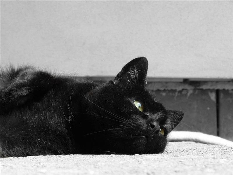 Картинки черных кошек (100 фото) #79